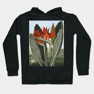 Leaves Hoodie